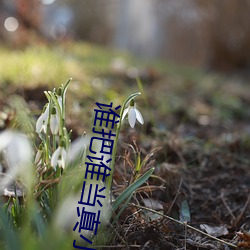 谁把谁当真小说