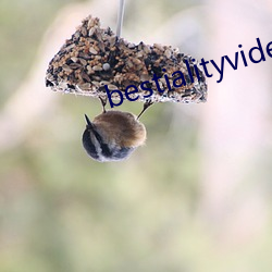 bestialityvideo另类 狂三诈四）