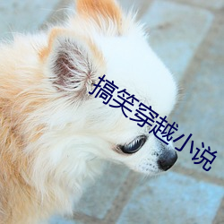 搞笑穿越小说 （凫趋雀跃）