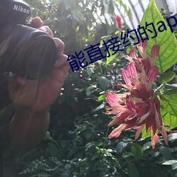 能直接约的(de)app