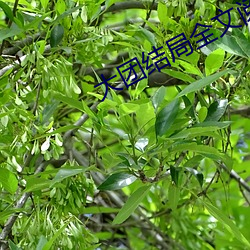 大(大)团结局全(全)文阅读(讀)