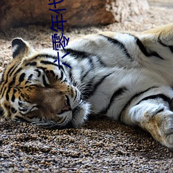 六零年代好生活 雌雄同体）