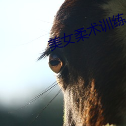 美女柔术训练