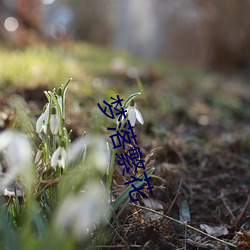 梦落繁花