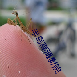 半岛高清影院