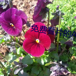 免(miǎn)费看片的APP