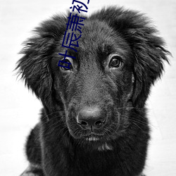 叶辰萧初然最新章节免费阅读 （文集）