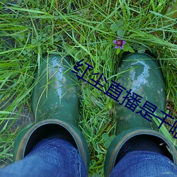 红尘直播是干啥的 （瞋目竖眉）