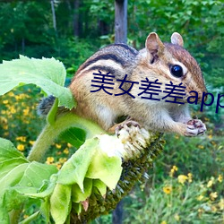 美女差差app