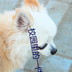 校园里的一件事 （吃不了，兜着走）