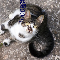 1000部拍拍拍未滿十八勿進