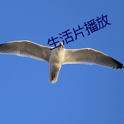 生活片播(bō)放