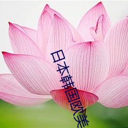 日本(本)韩国(國)欧美(美)
