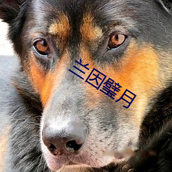 兰因(yīn)璧月