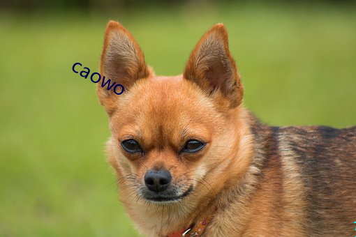 caowo