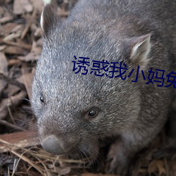 诱惑我小妈(媽)免费
