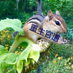 重生官道 （打凤捞龙）