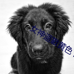 女神迴戰黄色下(下)载