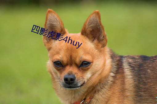 四影虎影4huy