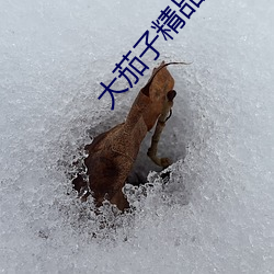 大茄子精品導航