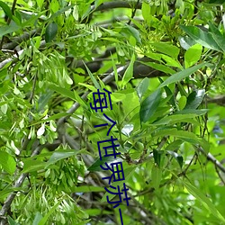 每个世界苏一遍 （黑天白日）