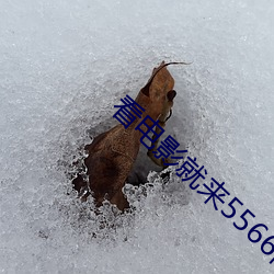 看电影就来5566高速拖拽高