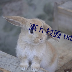 高 h 校園 txt