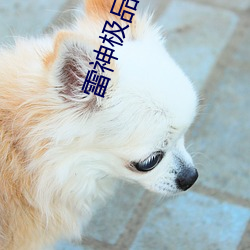 雷神极品羽毛