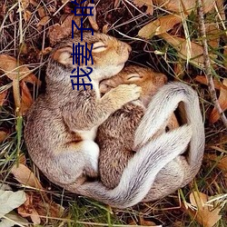 我妻子的妹妹3 （狗吠之警）