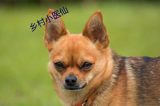 乡村小医仙 （重睹天日）