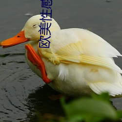 欧美性感女星