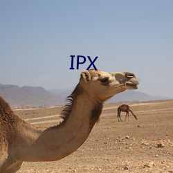 IPX