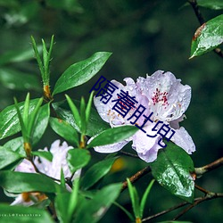 隔(隔)着肚兜(兜)