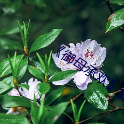 《御母承欢》免费阅读 （画虎不成反类狗）