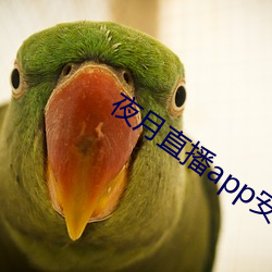 夜月直播app安卓版