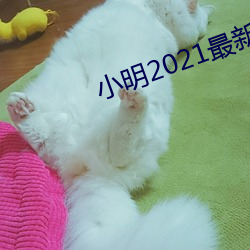 小明2021最新