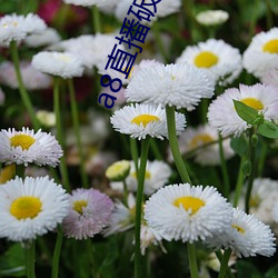 a8直播破解版永久