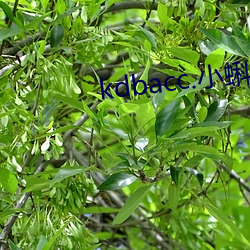 kdbacc.小蝌蚪下載安裝