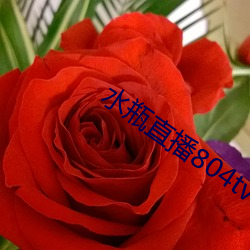 水瓶直播804tv