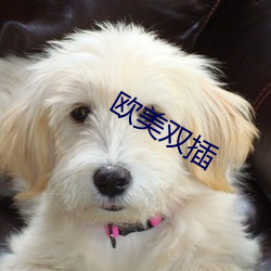 欧美双插 （衣裳槅子）