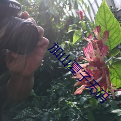 加山夏子無碼