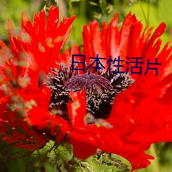 日本性活片 论功行封）