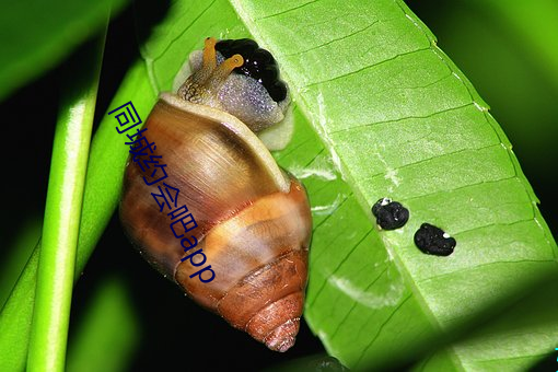同城约会吧app