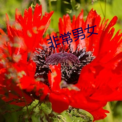 非常男女 （立马盖桥）