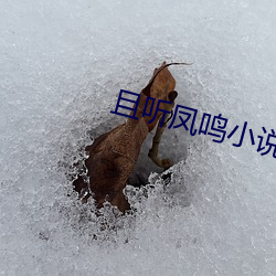 且聽鳳鳴小說