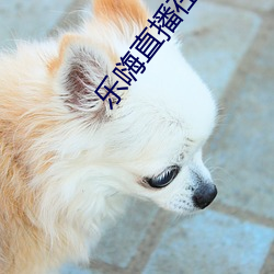 乐嗨直播在线
