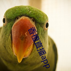 香橙直播app