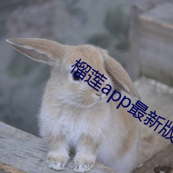 榴蓮app最新版安裝ll777