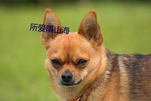 所(suǒ)爱隔(gé)山海