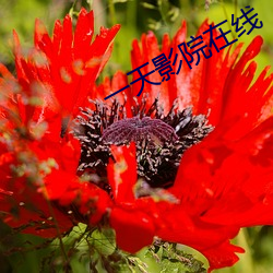 一天影院在線